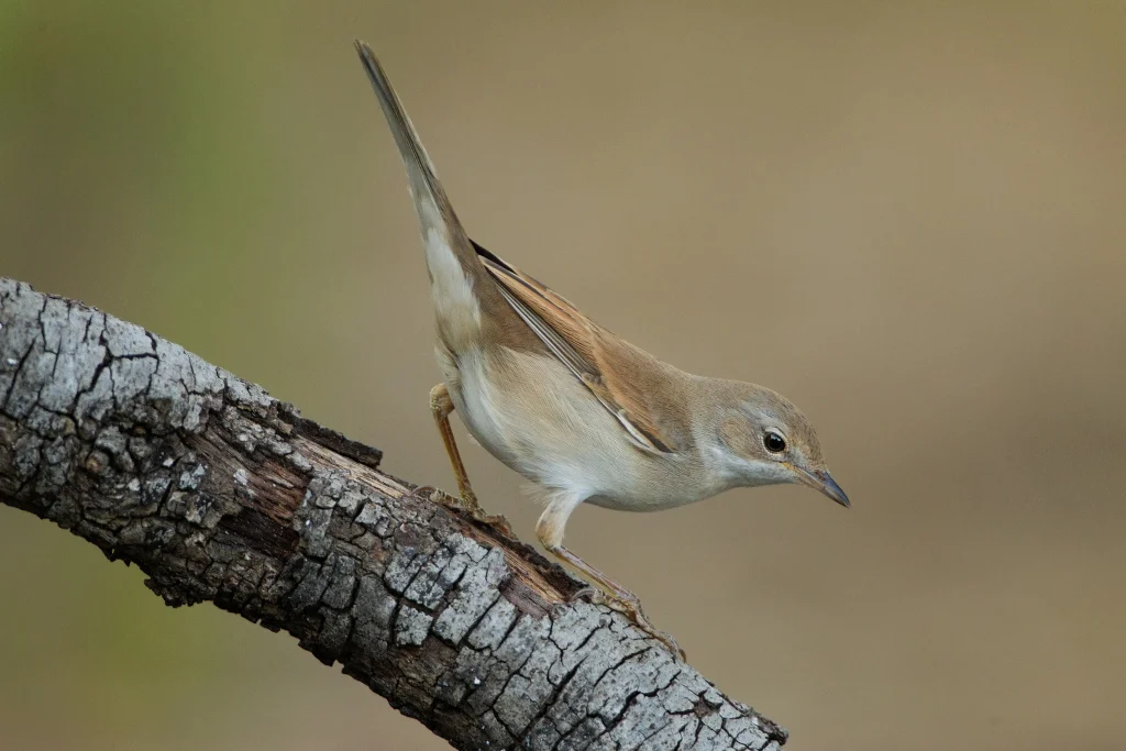 Curruca-zarcera_MGL3673
