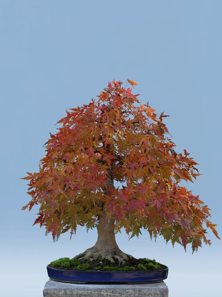 bonsai rojo (2)
