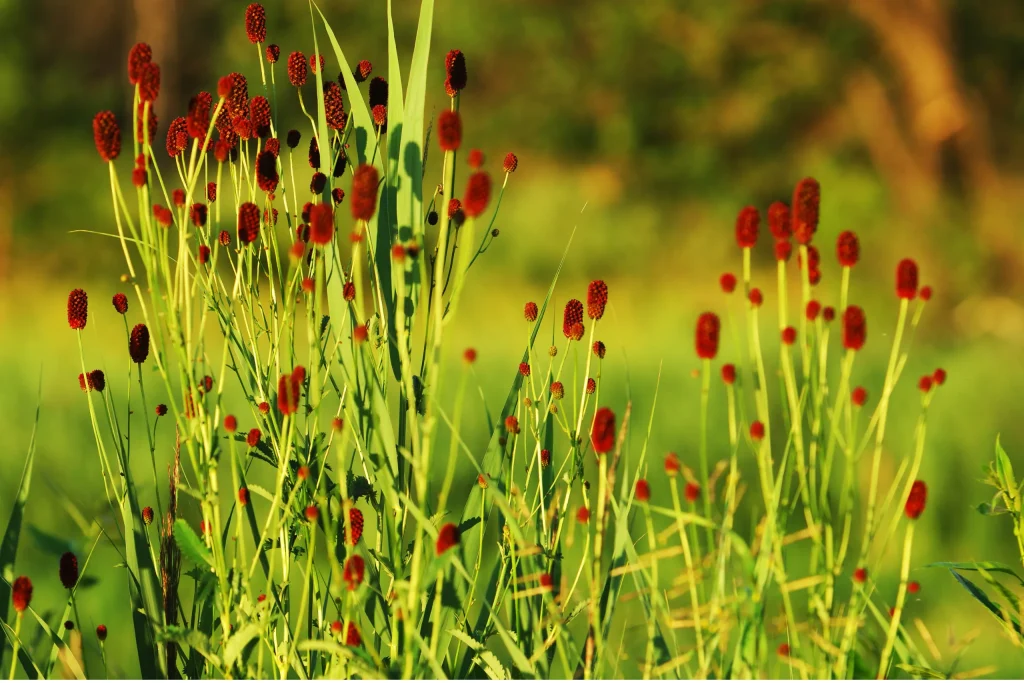 Sanguisorba